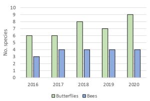 Southill Solar bumblebees and butterflies graph