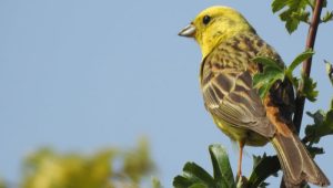 Bird at solar farm