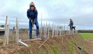 Outside Devon planting trees