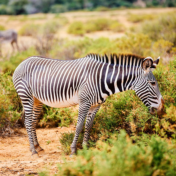 Zebra