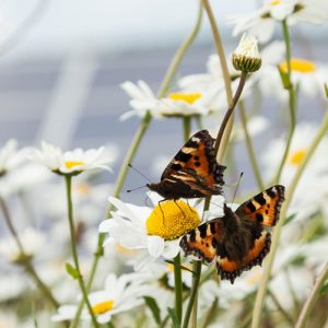 butterflies pollinating