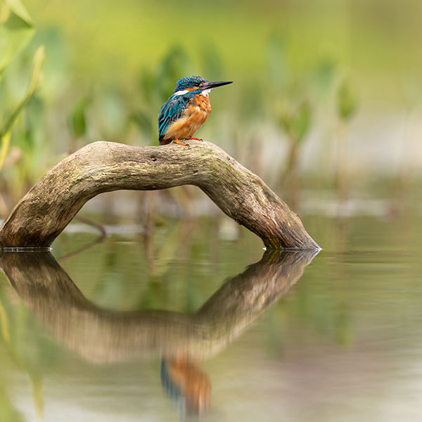 Kingfisher on a branch