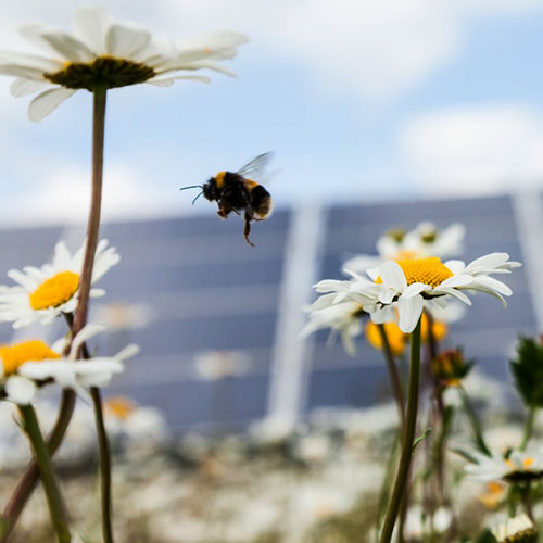 bee pollinating