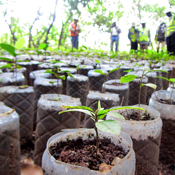 seedlings